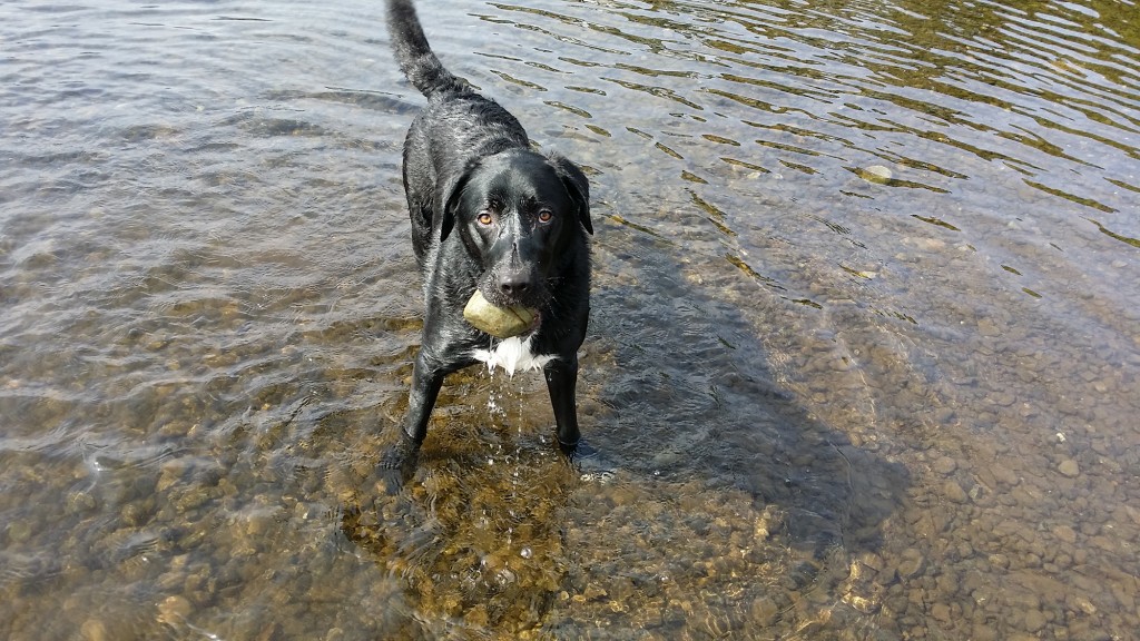 Rock-carrying wet Labrador / Colley