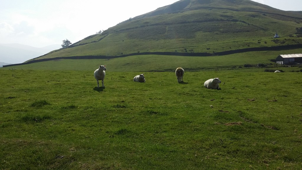 Sheep near Castlerigg farm camp, near Keswick in the Lake District
