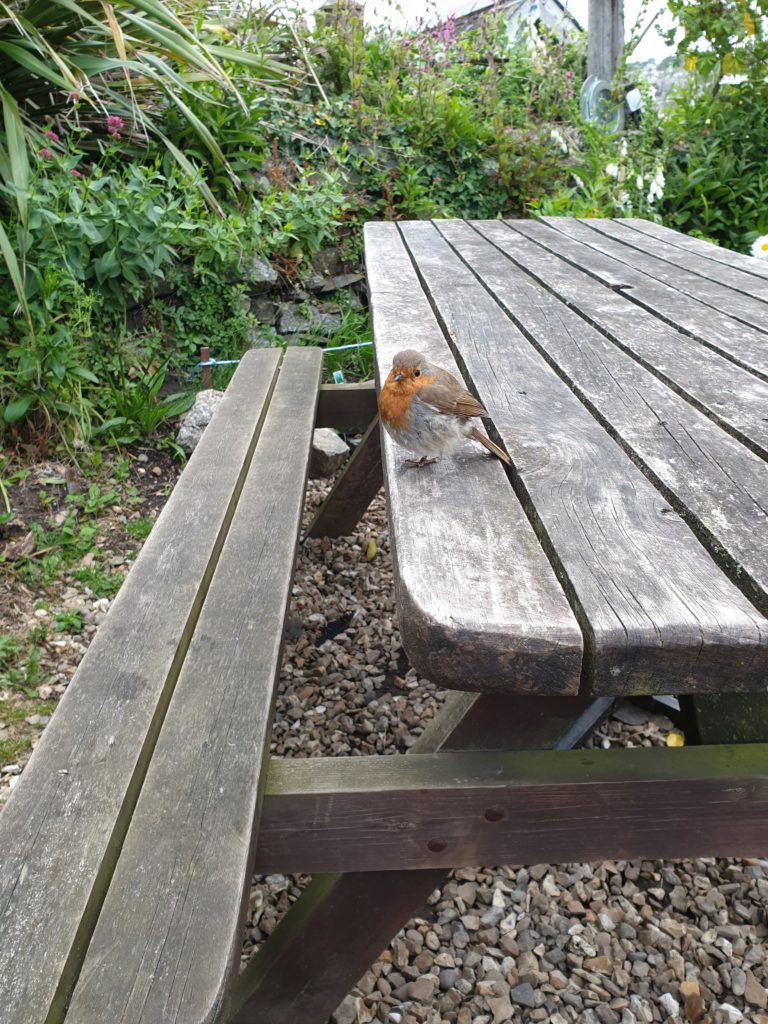 Robin at the Ship Inn, Porthleven