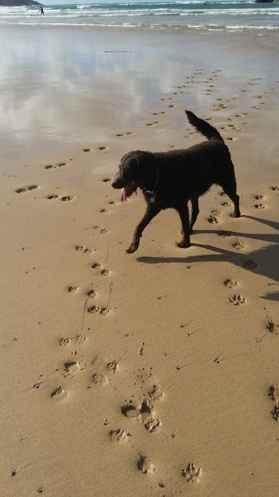 Ayla - chocoloate labradoodle