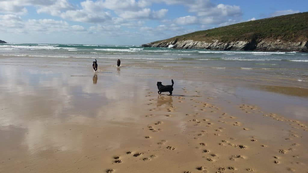 Dogs on Crantock beach, Cornwall