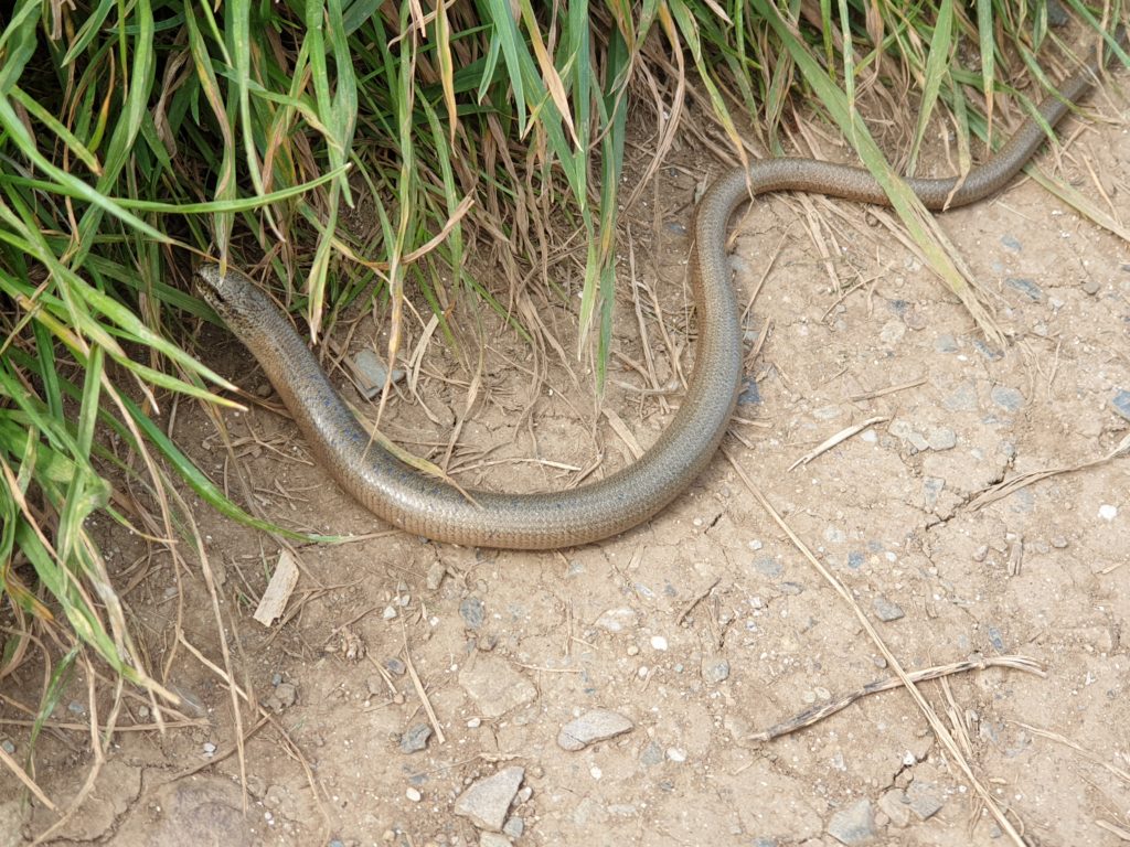 Slow worm along the coast path in Cornwall, The Roseland between Portscatho and Bohorta