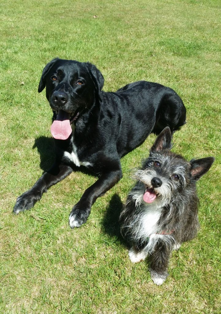 Alvin & Donny - Chihuahua cross Jack Russell (Jackhuahua) & Labrador Collie