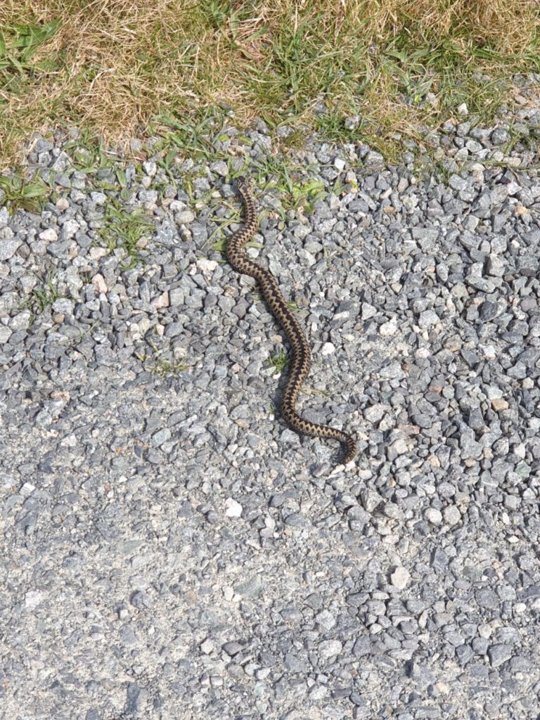 Adder spotted on North Cliffs, Portreath, Cornwall